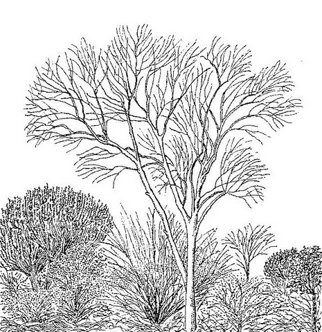 Gyrocarpus americanus subsp. africanus