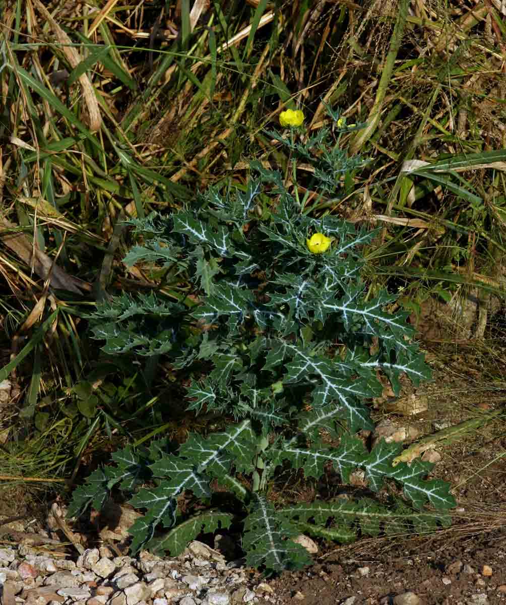 Argemone mexicana Argemone mexicana