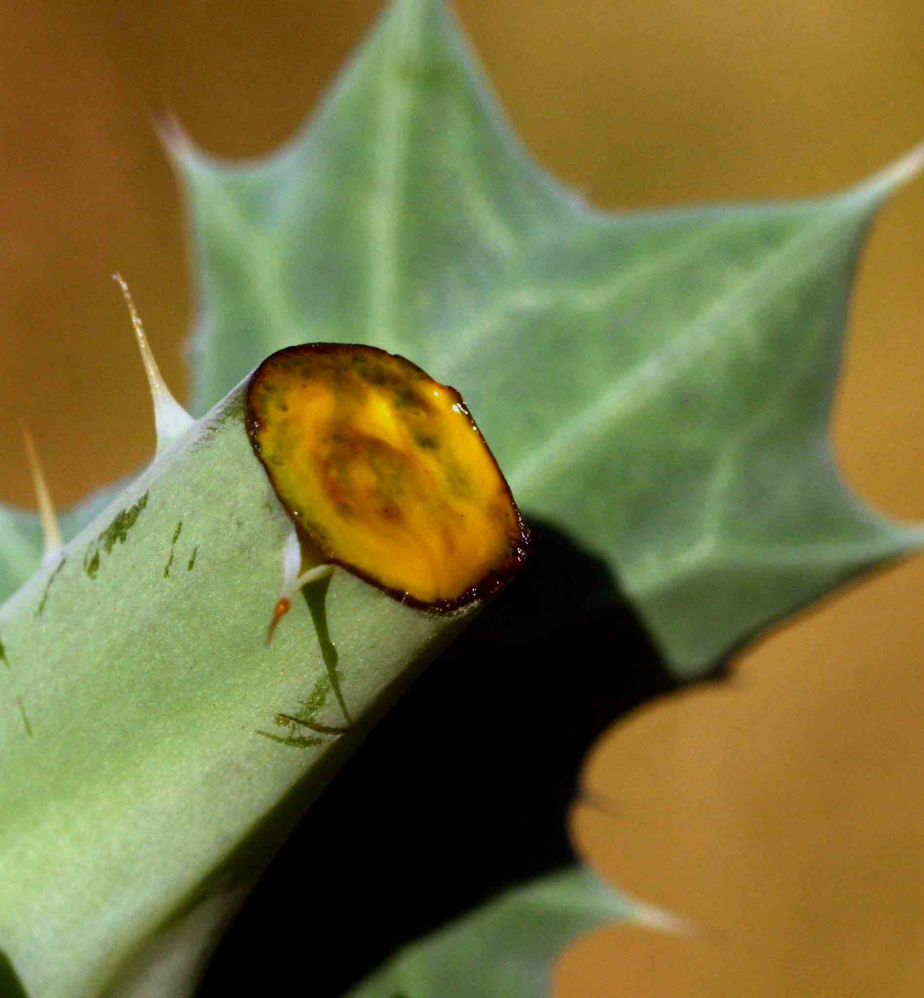 Argemone mexicana Argemone mexicana