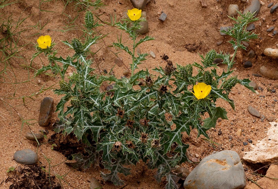 Argemone mexicana Argemone mexicana