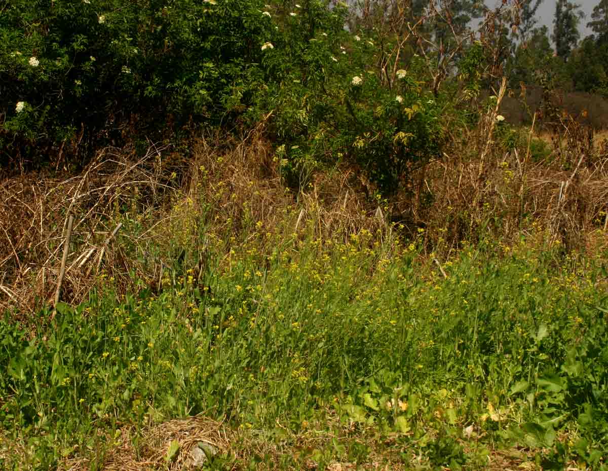 Brassica juncea Brassica juncea