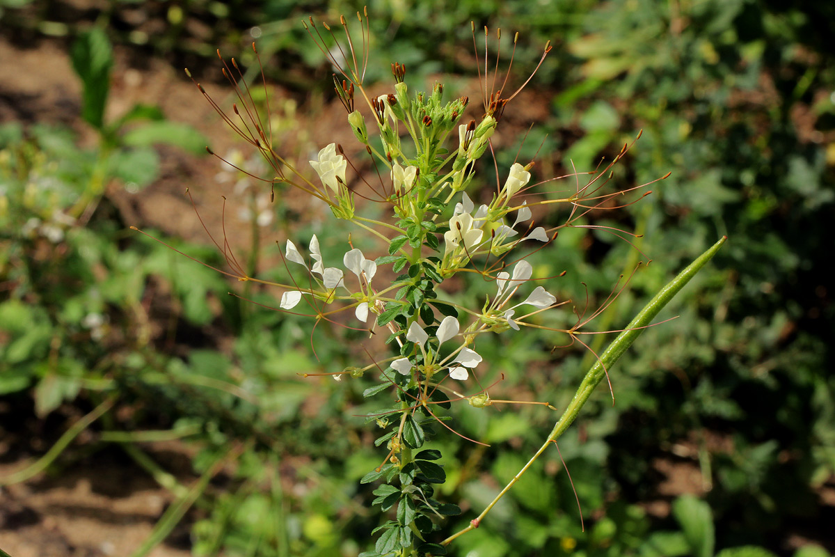 Cleome gynandra Cleome gynandra