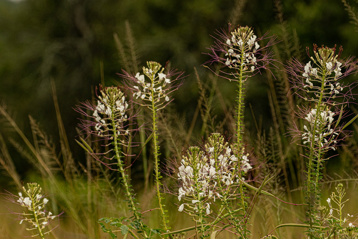 Cleome gynandra