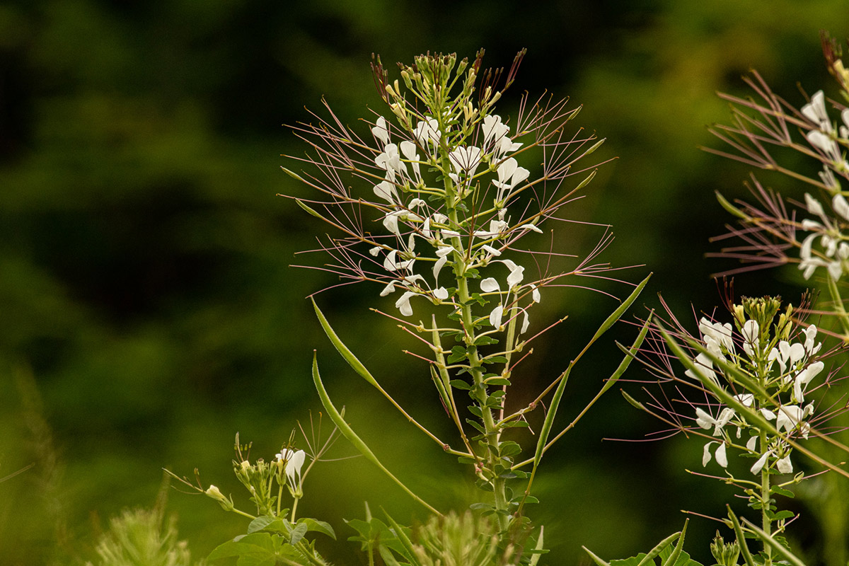 Cleome gynandra Cleome gynandra
