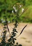 Cleome gynandra