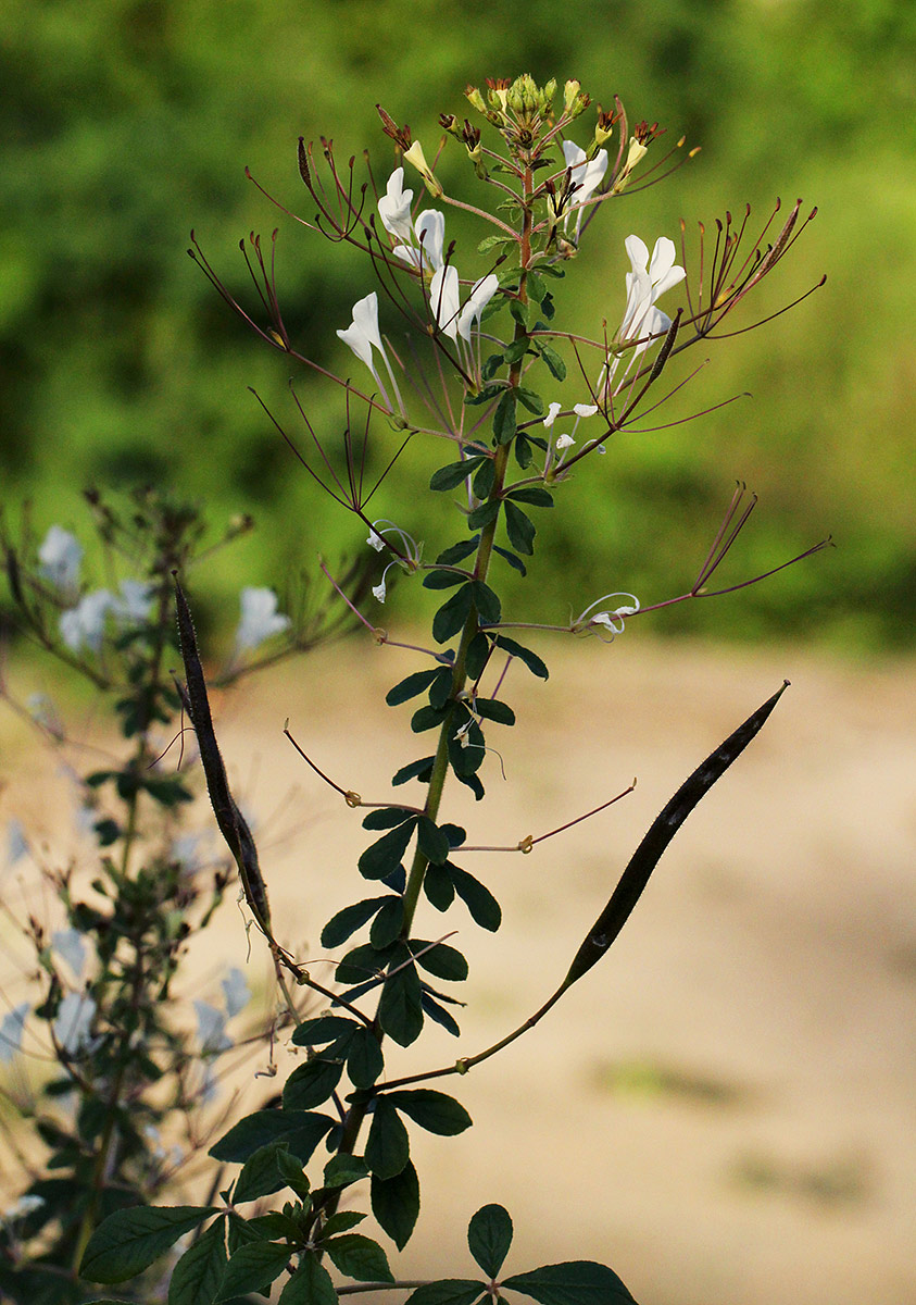 Cleome gynandra