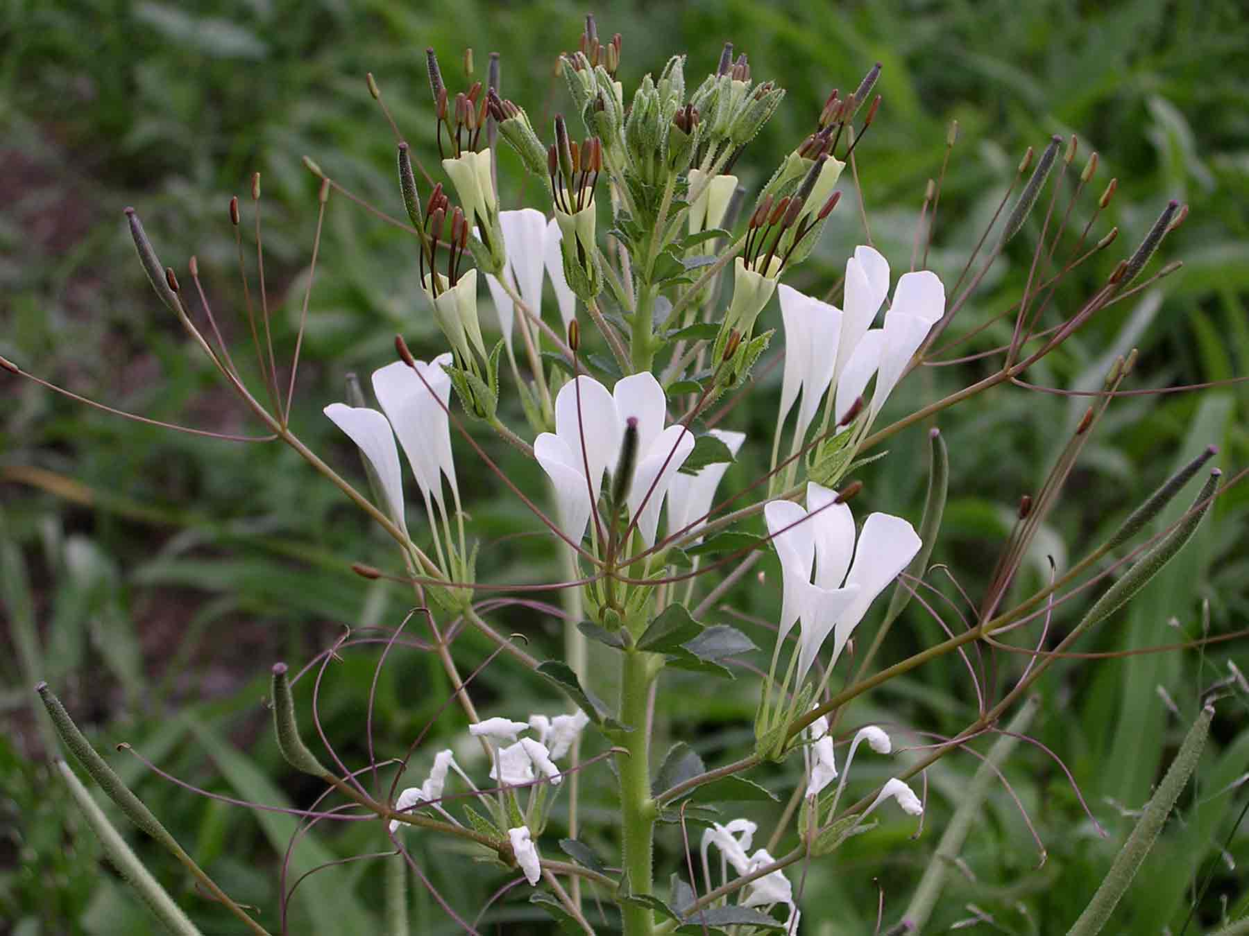 Cleome gynandra Cleome gynandra