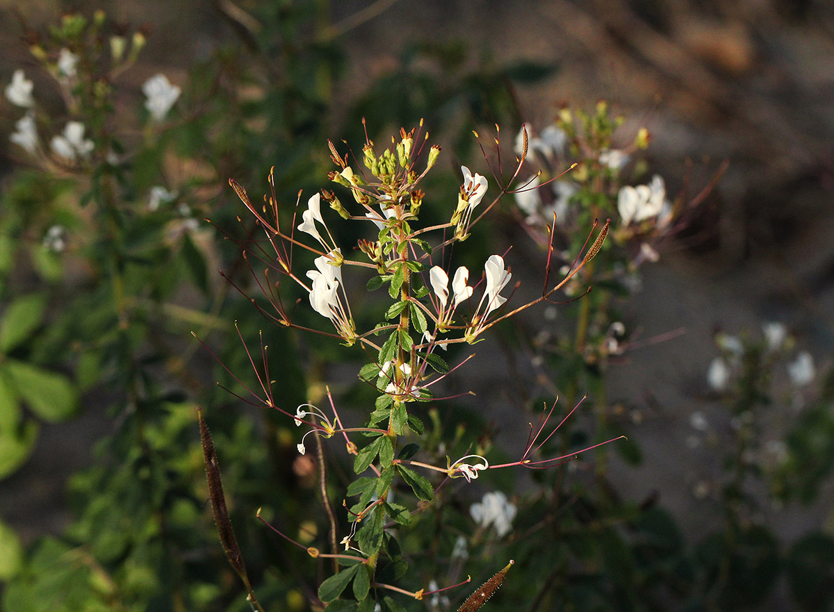 Cleome gynandra Cleome gynandra