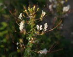 Cleome gynandra