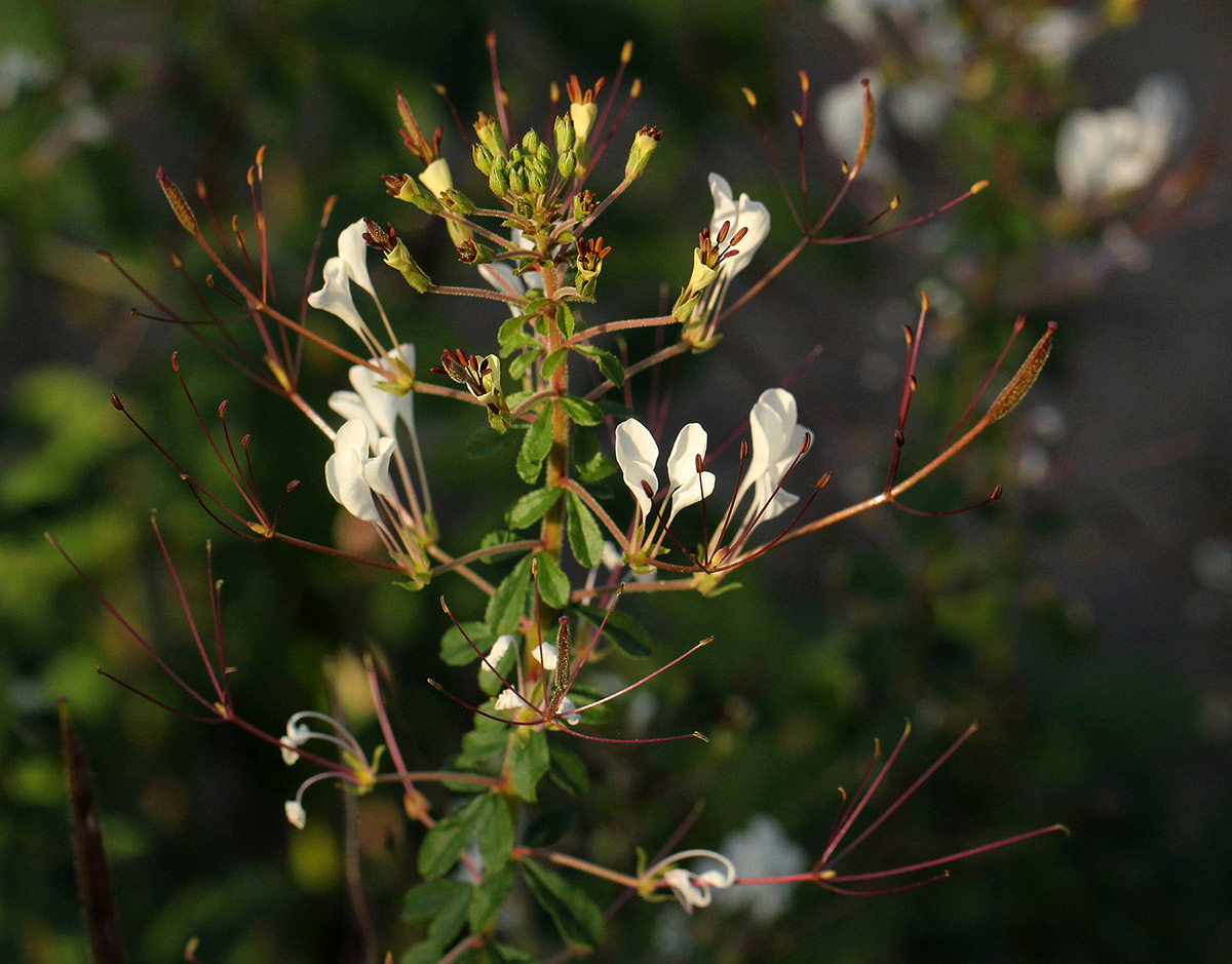 Cleome gynandra