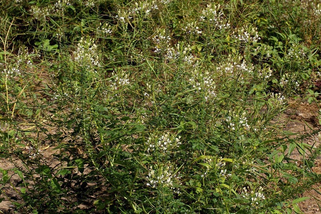 Cleome gynandra Cleome gynandra
