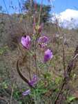 Cleome hirta