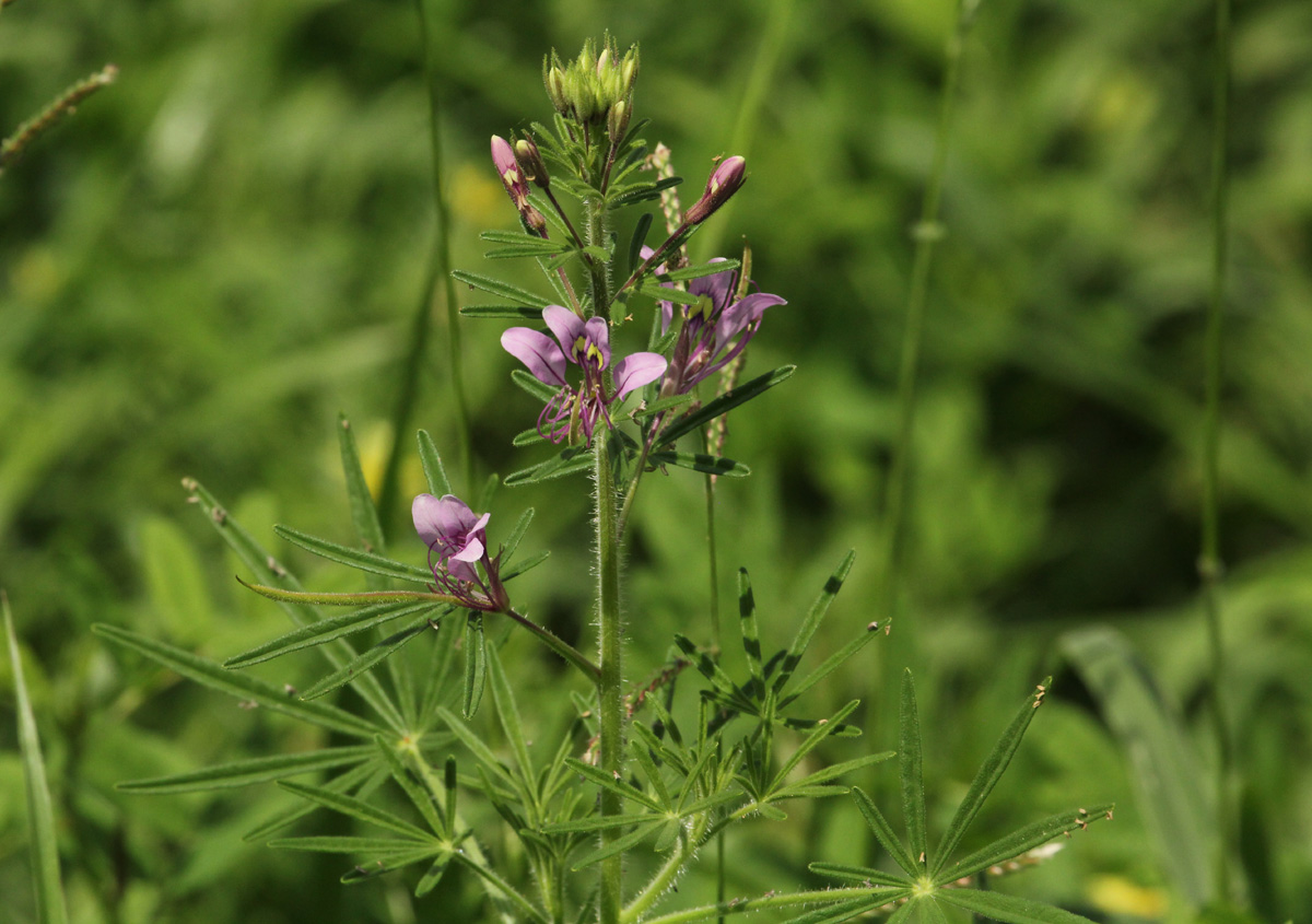Cleome hirta Cleome hirta
