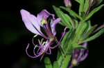Cleome hirta