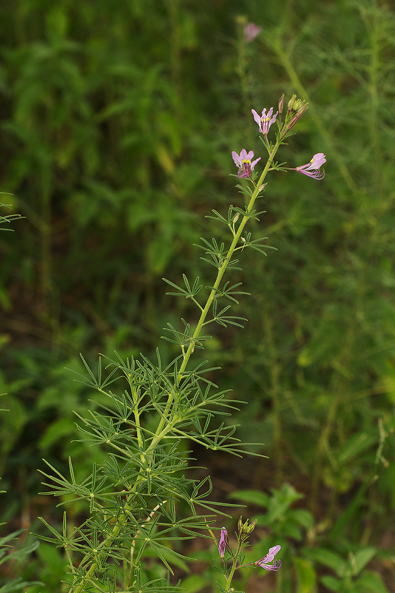 Cleome hirta