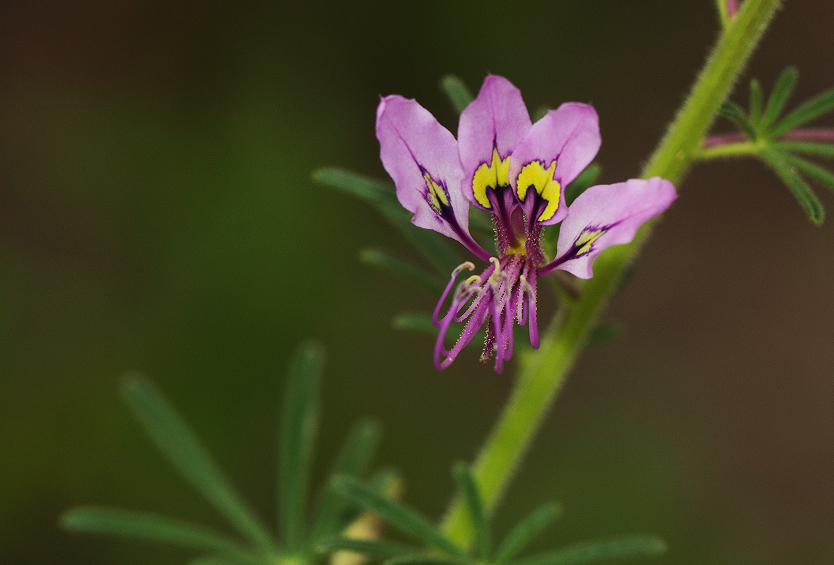 Cleome hirta