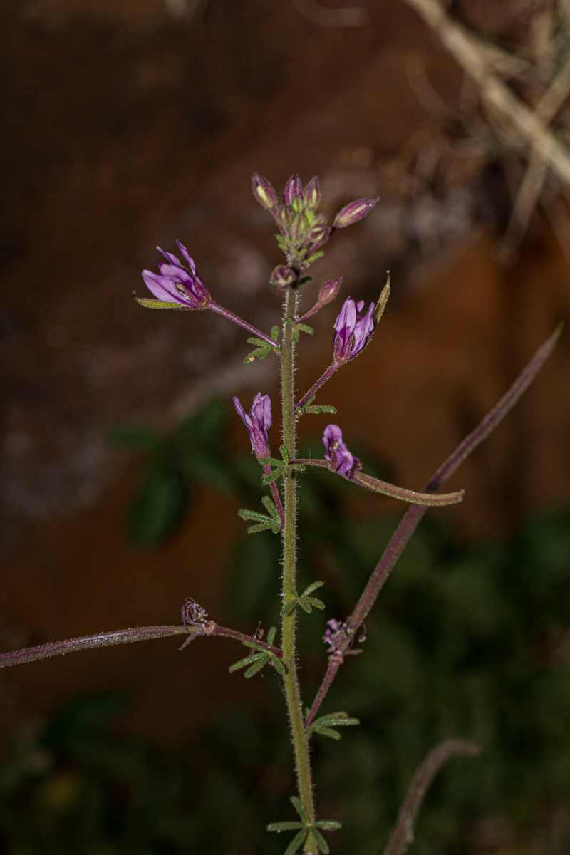 Cleome hirta Cleome hirta
