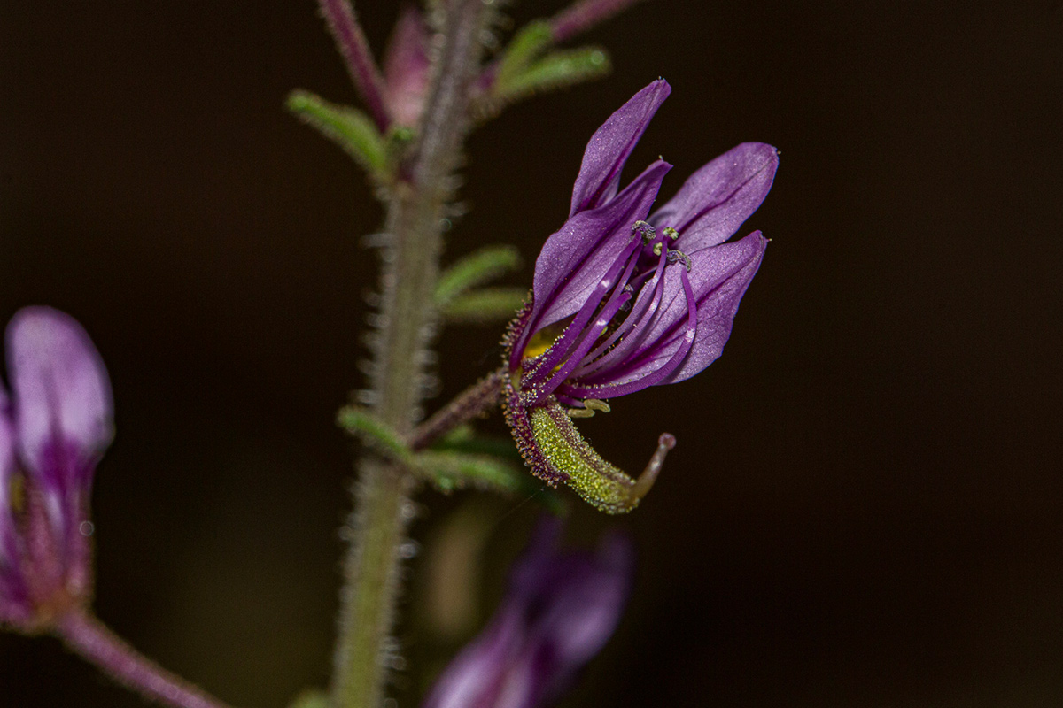Cleome hirta Cleome hirta