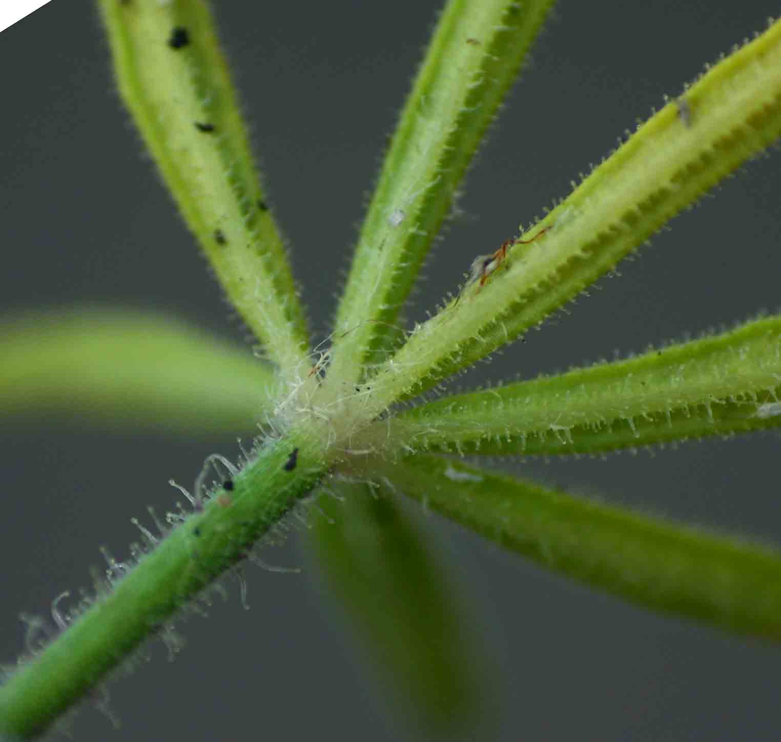 Cleome hirta Cleome hirta