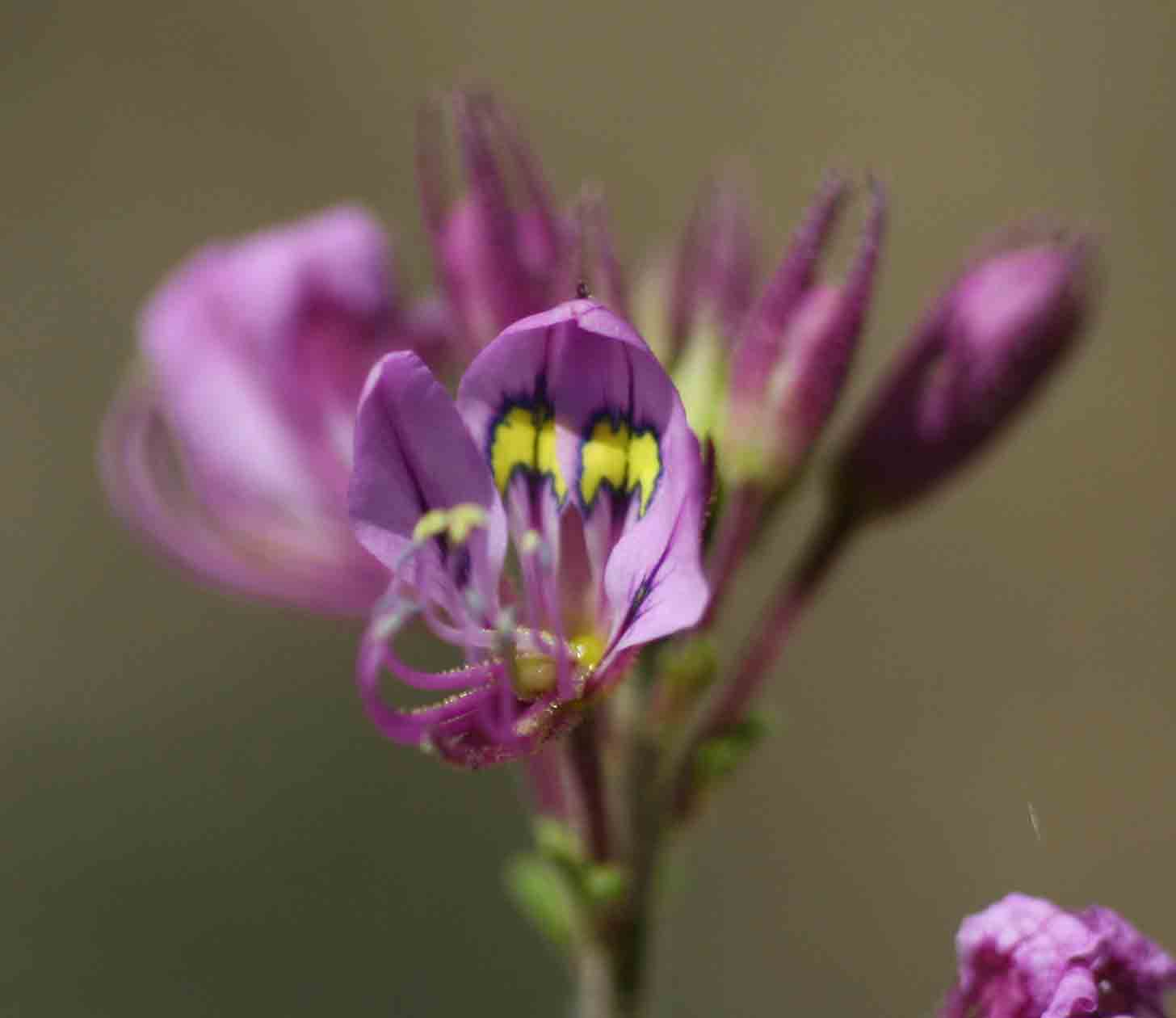 Cleome hirta Cleome hirta