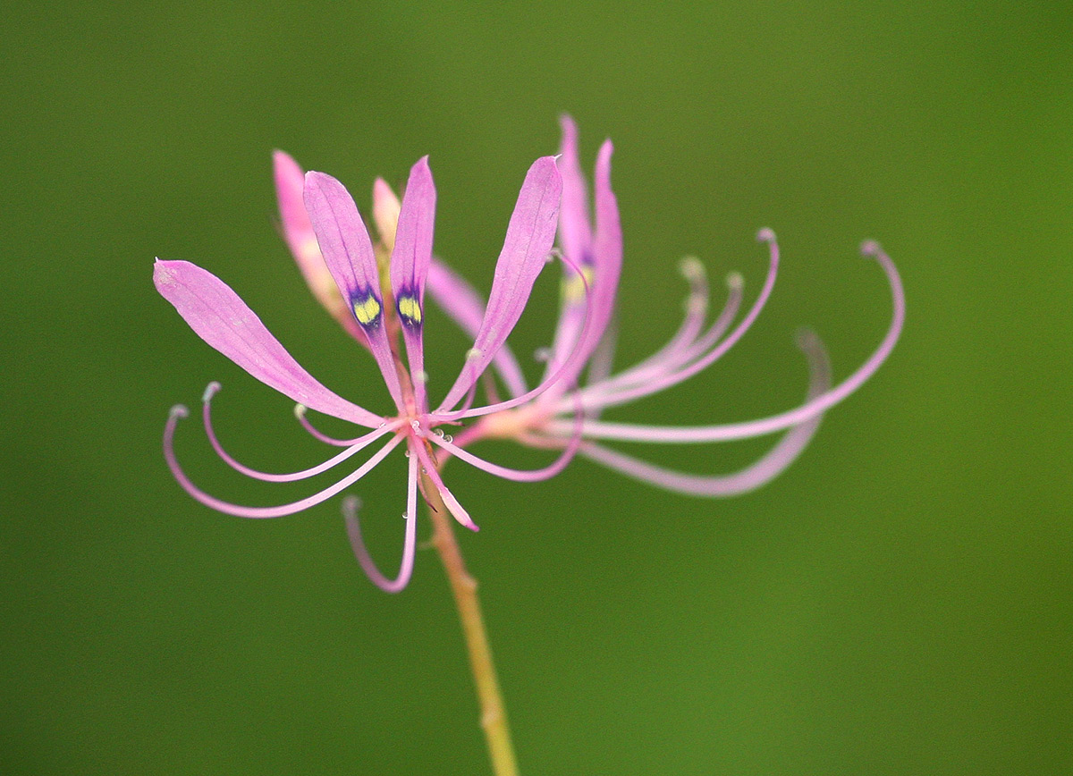 Cleome macrophylla Cleome macrophylla