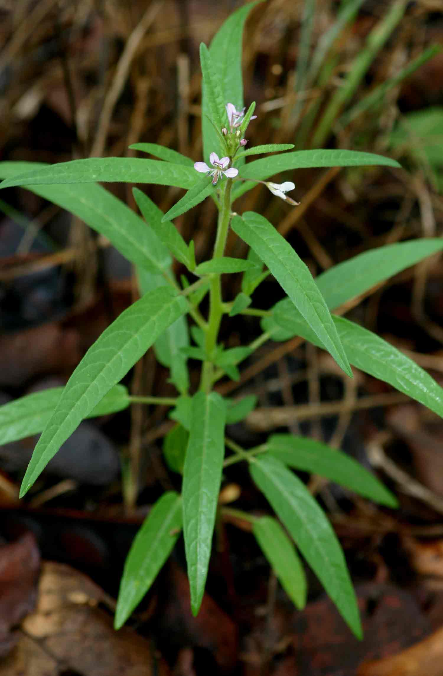 Cleome monophylla Cleome monophylla