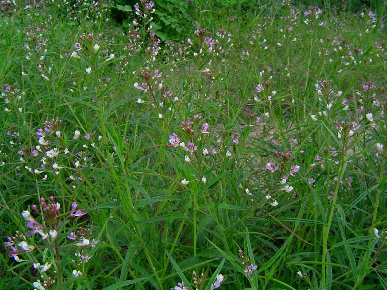 Cleome monophylla