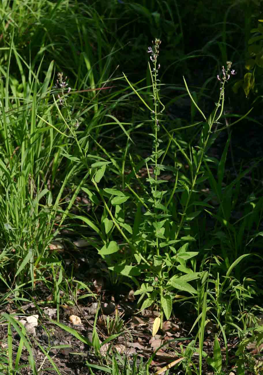Cleome monophylla Cleome monophylla