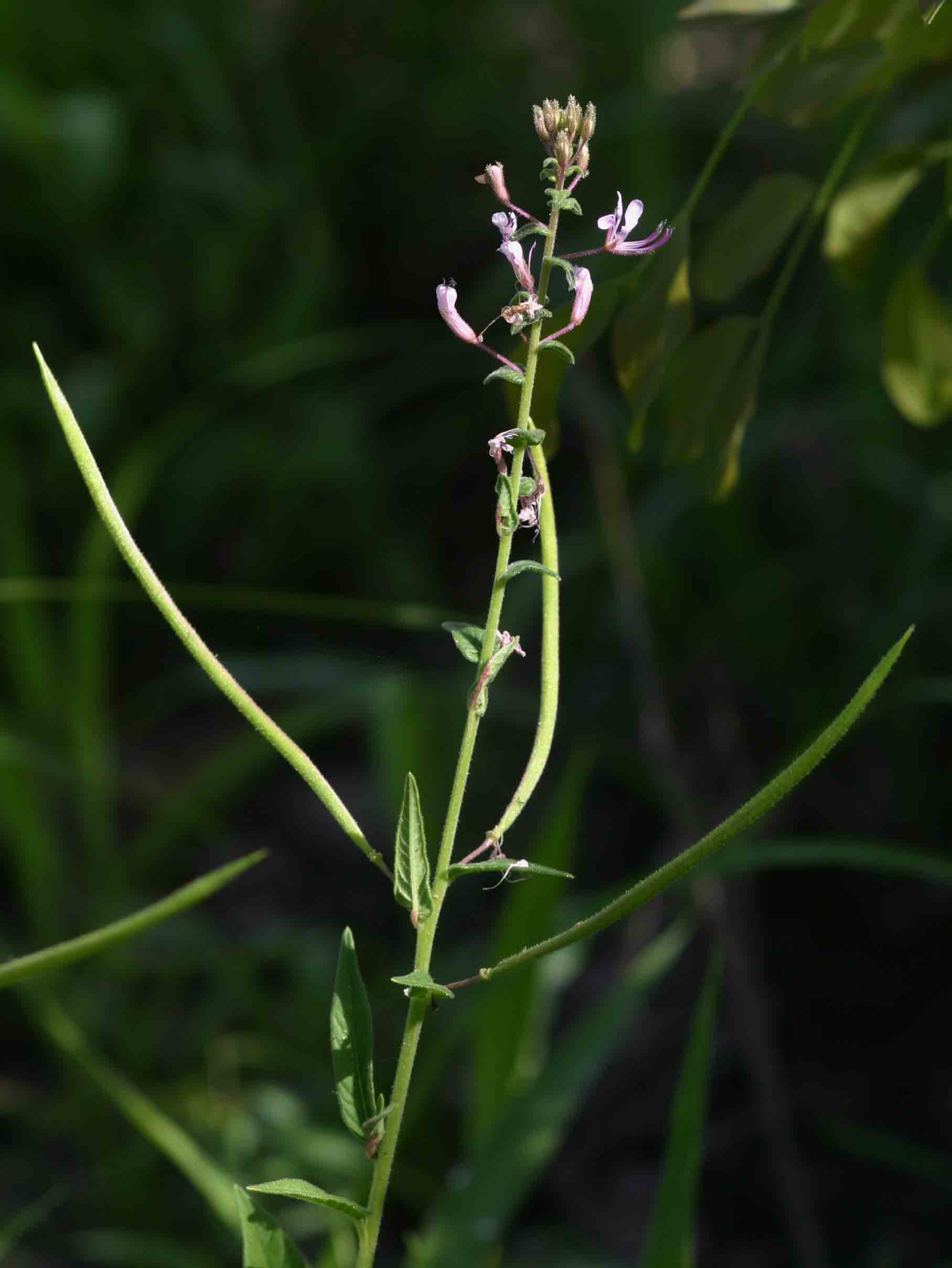 Cleome monophylla Cleome monophylla