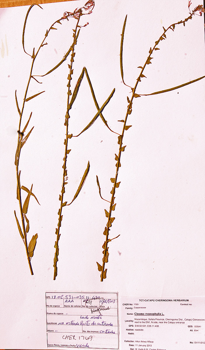 Cleome monophylla Cleome monophylla