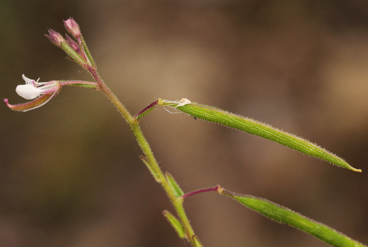 Cleome monophylla Cleome monophylla