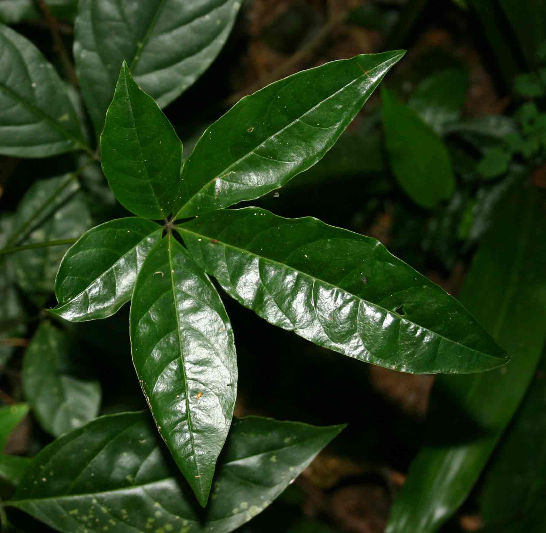 Ritchiea albersii Ritchiea albersii