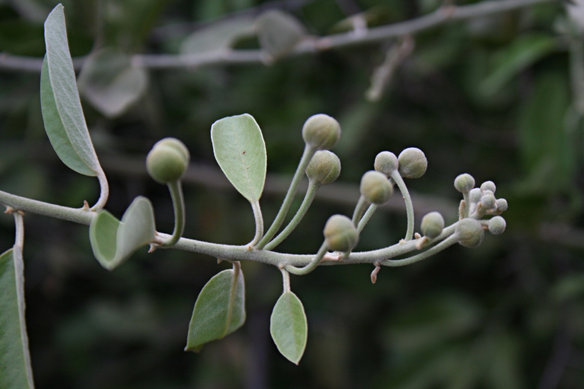Capparis tomentosa