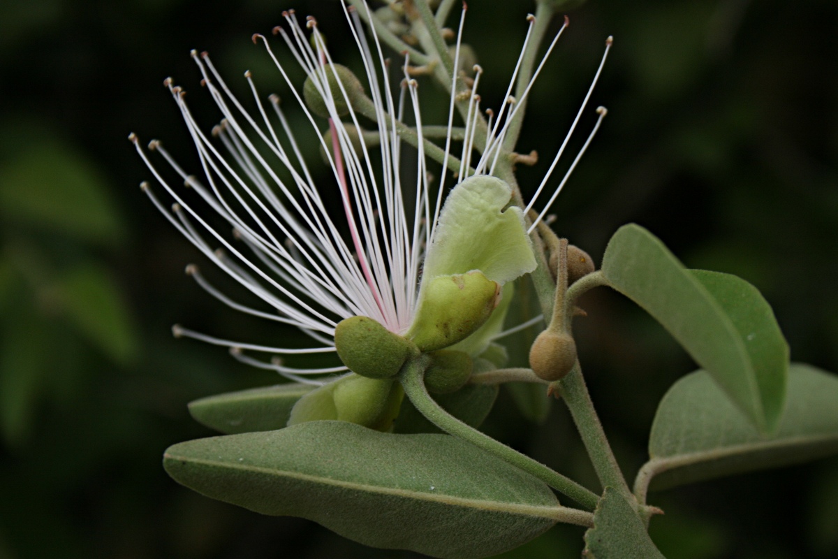 Capparis tomentosa Capparis tomentosa