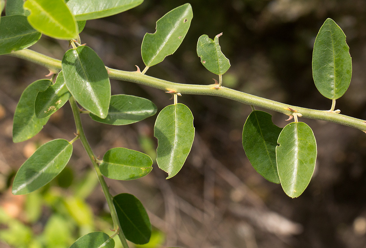 Capparis tomentosa