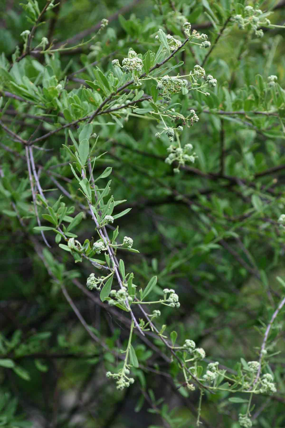 Boscia integrifolia