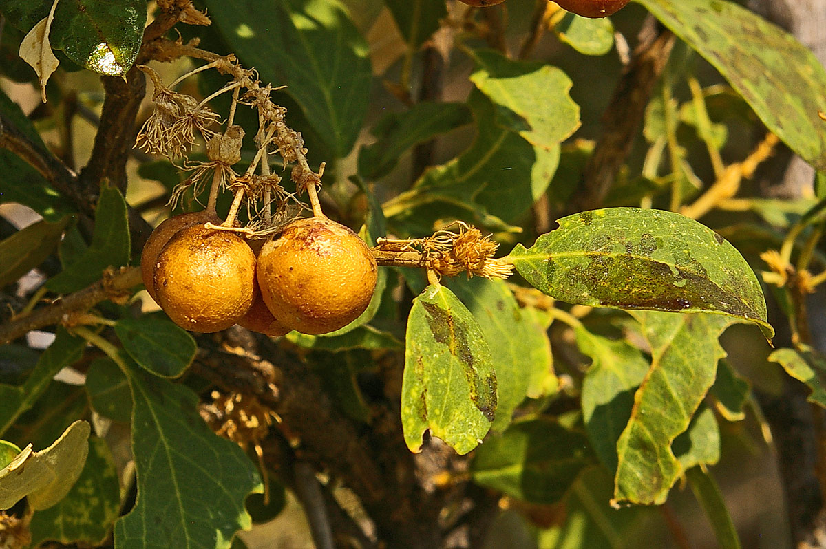 Boscia mossambicensis