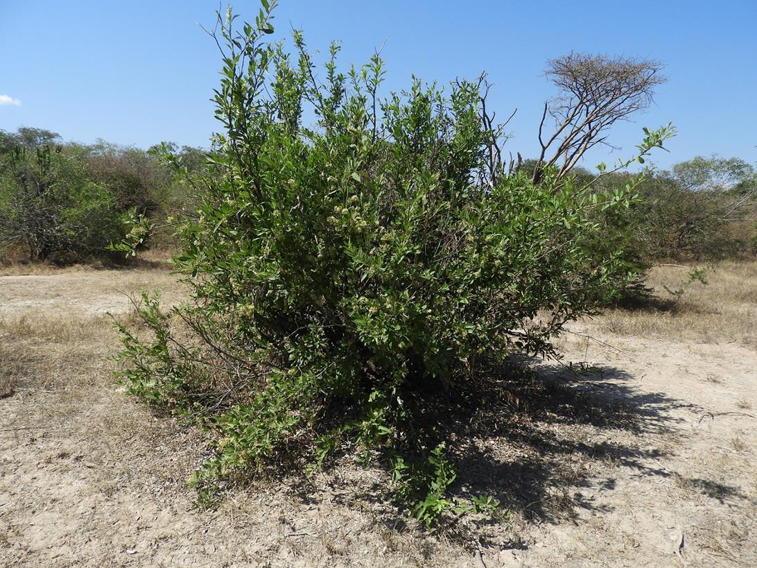 Boscia mossambicensis Boscia mossambicensis