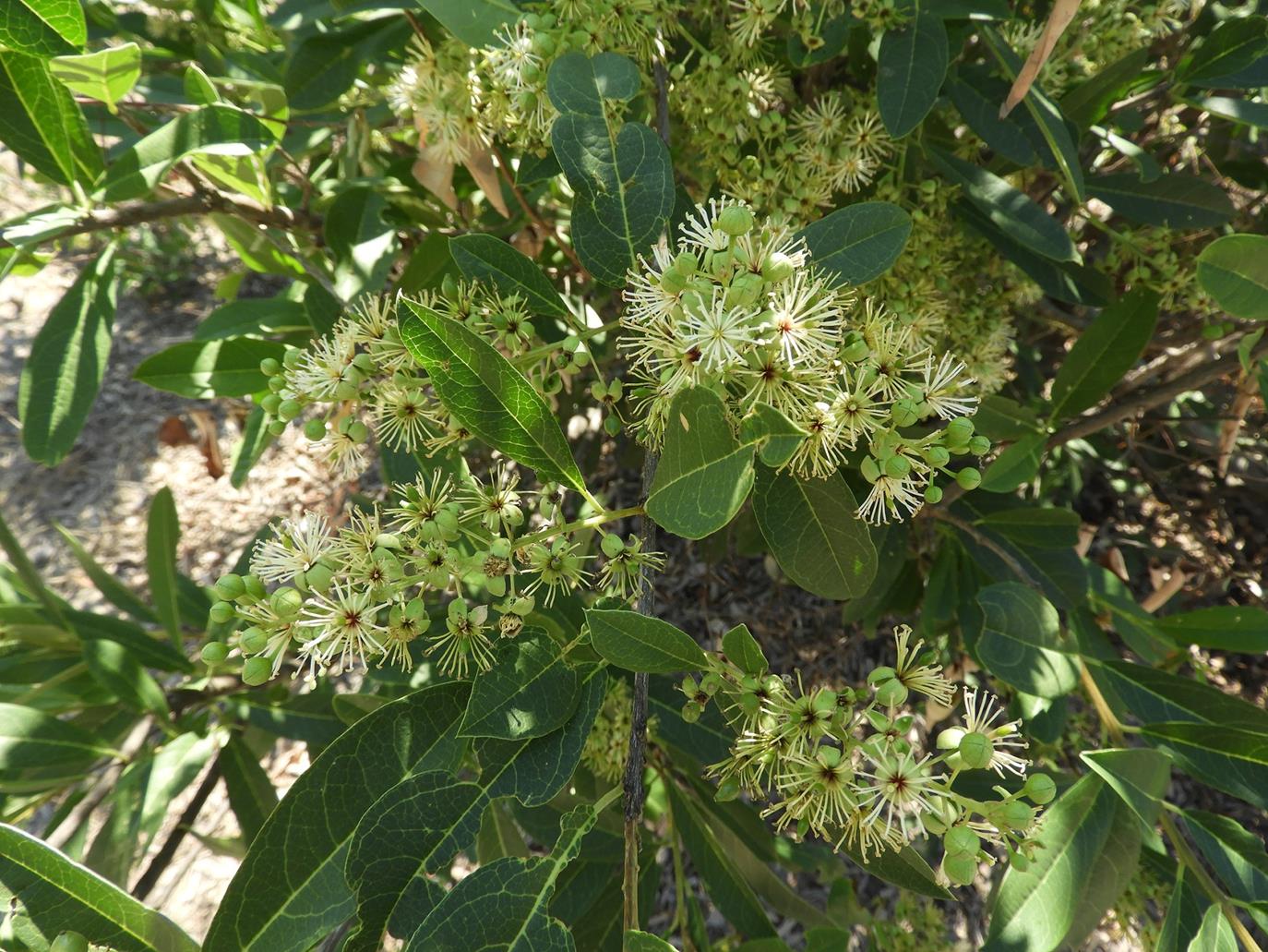 Boscia mossambicensis Boscia mossambicensis