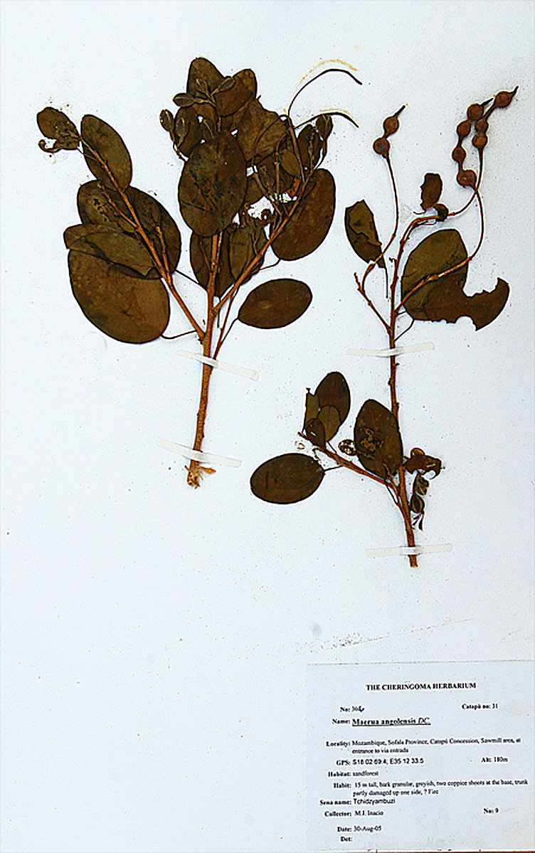 Maerua angolensis Maerua angolensis