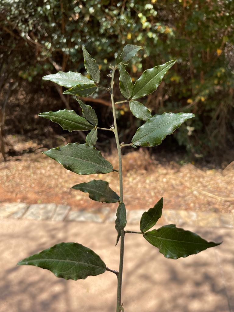 Maerua friesii Maerua friesii