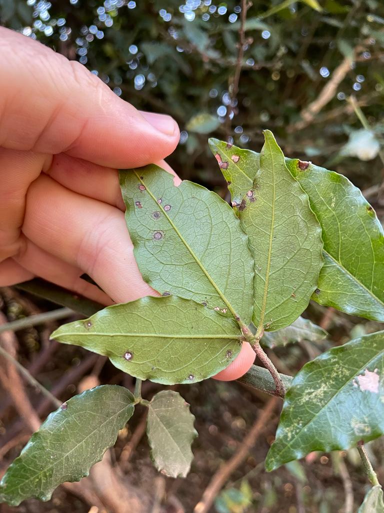 Maerua friesii Maerua friesii