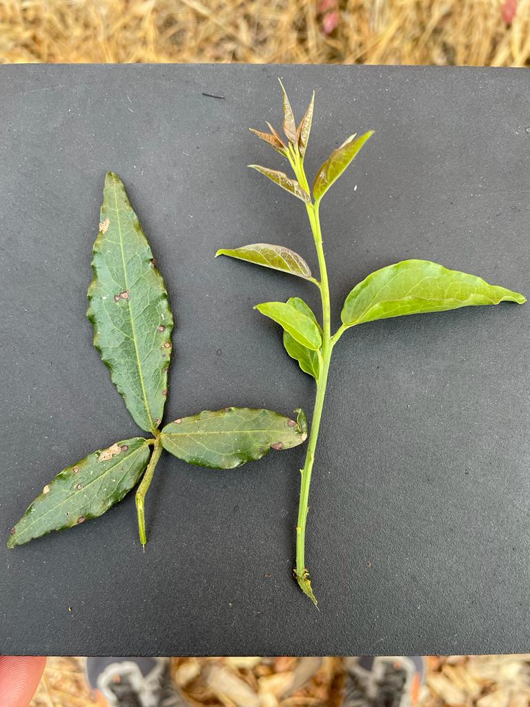 Maerua friesii Maerua friesii