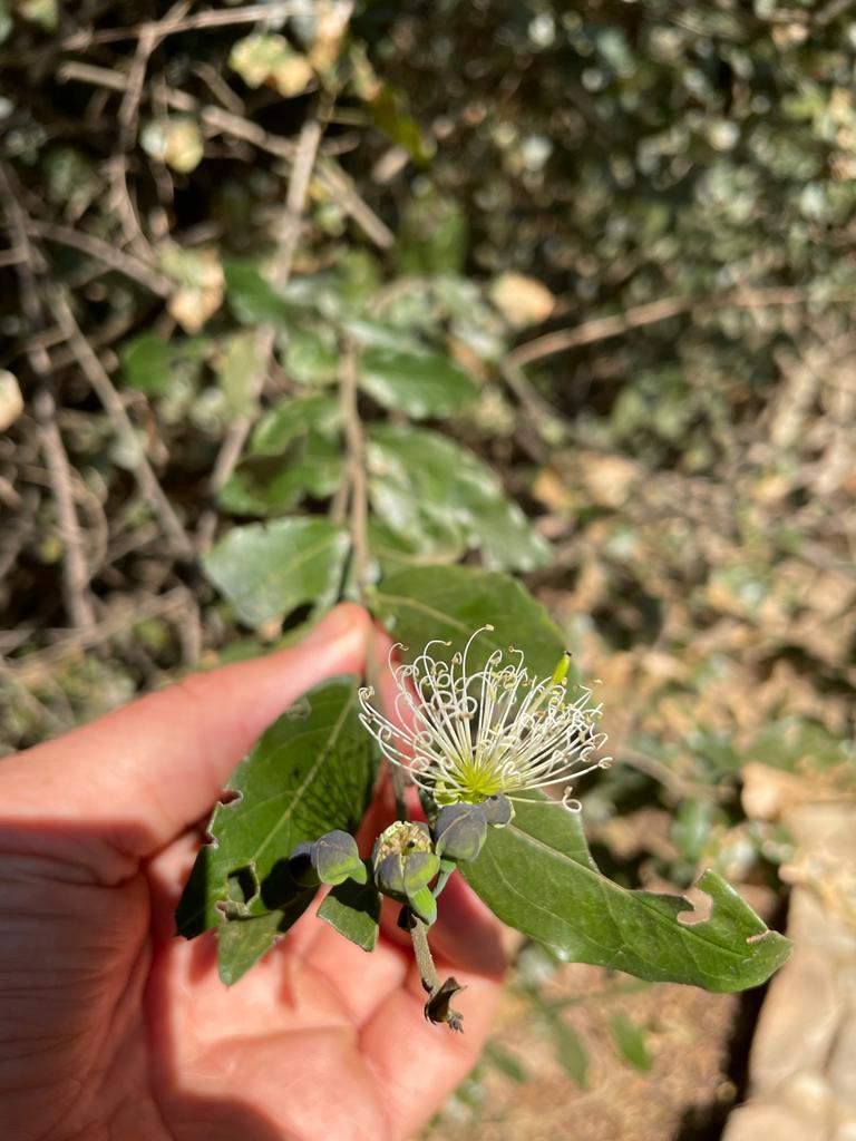 Maerua friesii Maerua friesii
