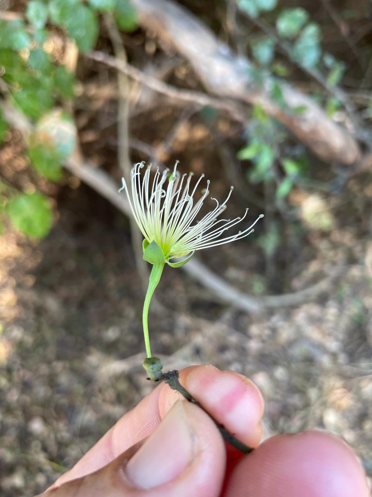 Maerua friesii Maerua friesii