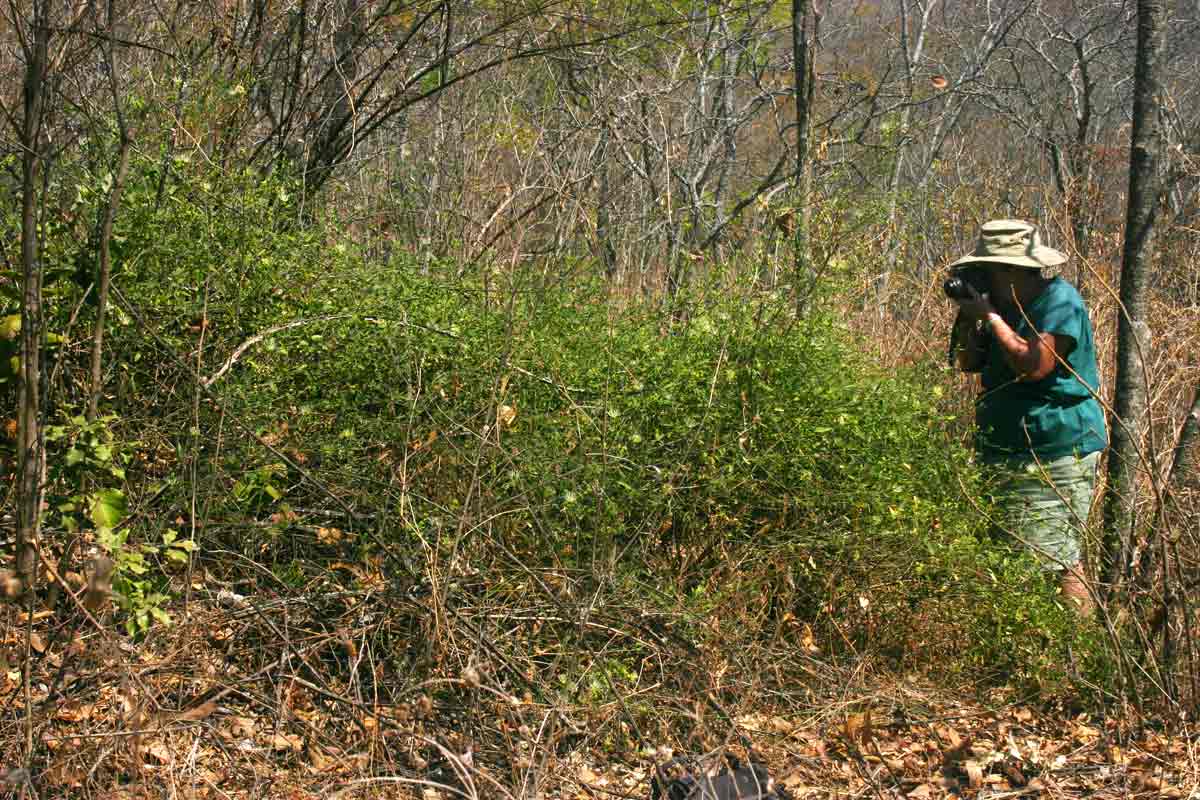 Maerua juncea subsp. juncea