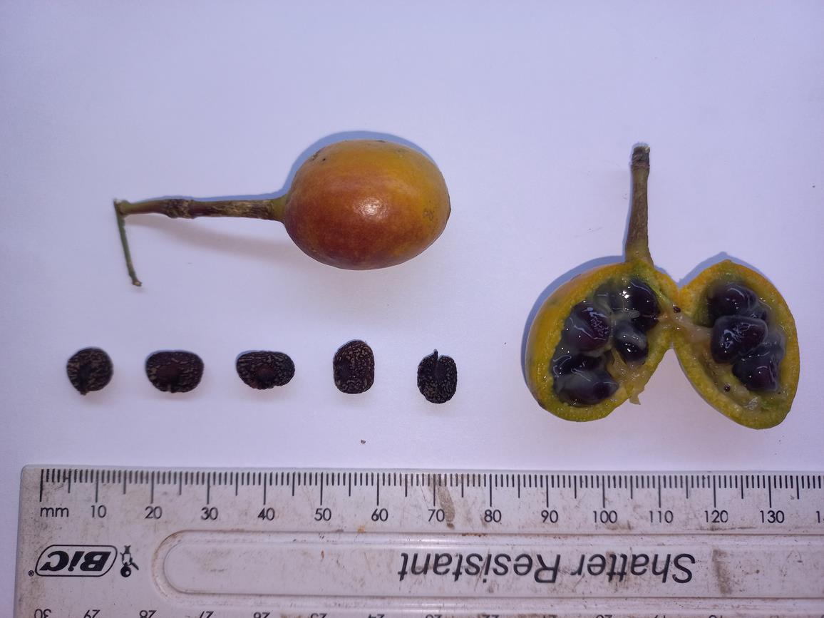 Maerua juncea subsp. juncea