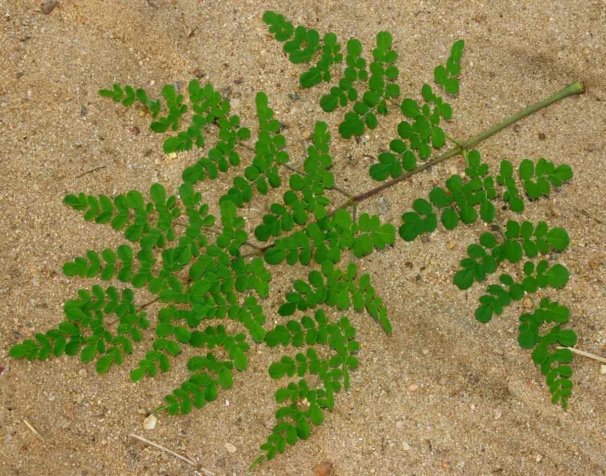 Moringa oleifera