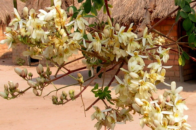 Moringa oleifera