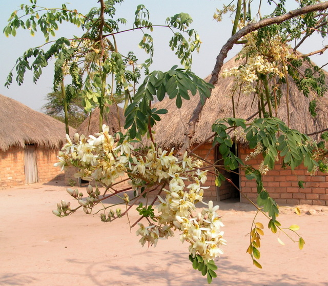 Moringa oleifera Moringa oleifera